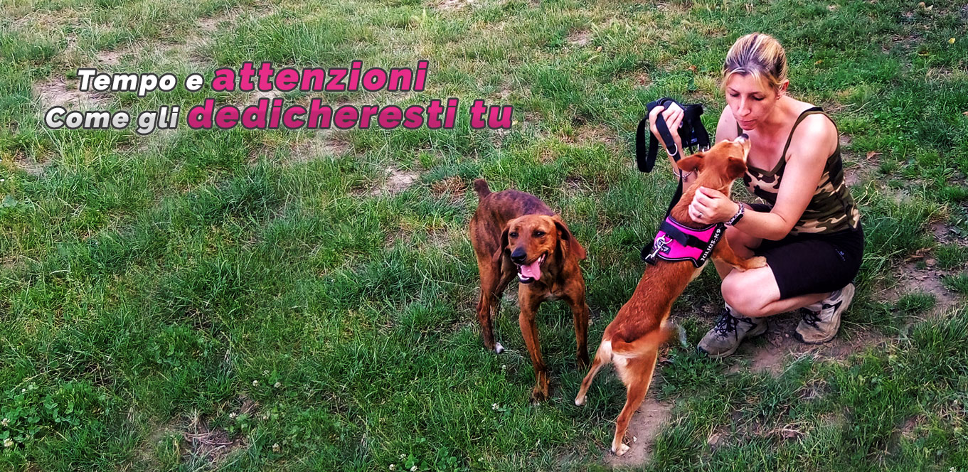 Dog Sitter Biella slide 2